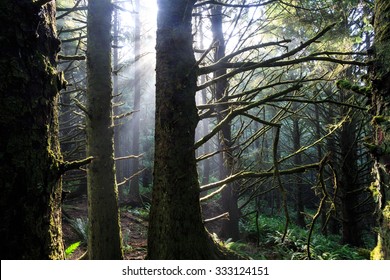 Ecola Forest