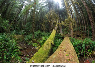 Ecola State Park Forest
