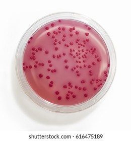 Ecoli Bacteria Being Cultured In A Laboratory Petri Dish.