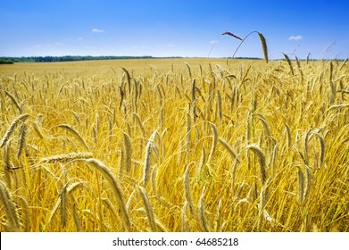 Ecological corn field in summertime landscape, Poland, Europe - Powered by Shutterstock