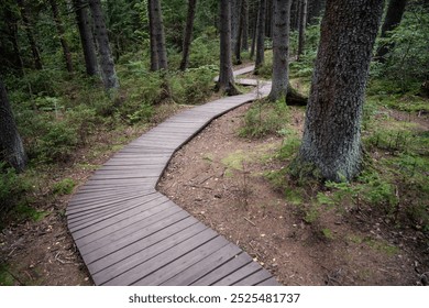 Ecological curve pathway in national park through dark coniferous spruce forest, natural trail through protected environment, above view. Autumn season. Road made of wooden planks in woodland.  - Powered by Shutterstock