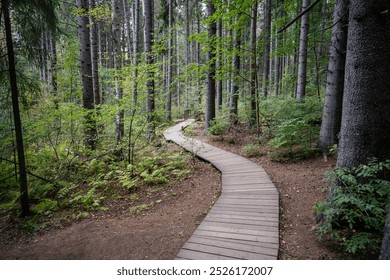 Ecological curve wooden pathway in national park through dark coniferous spruce forest. Natural eco trail through protected environment. Nature trail hike, tourism. Autumn season. - Powered by Shutterstock