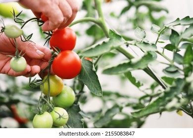 Ecological fresh farm cherry tomatoes on wooden background.