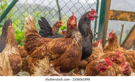 Ecological High Mountain Hens Small Family Stock Photo 1506061898 ...