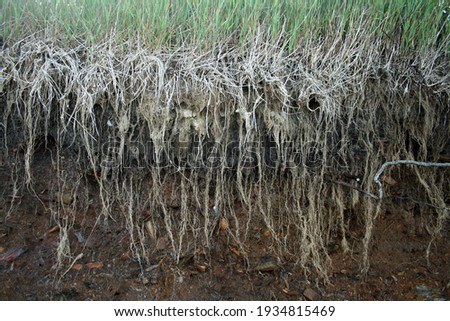 Ecological hillside side view of soil erosion washed away exposing grass roots and dirt below ground