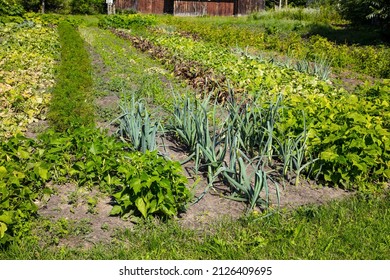 Ecological Home Vegetable Garden In Full Sun, Vegetables Ripen Slowly