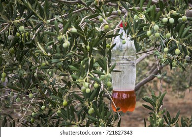 Ecological Olive Fly Trap, Plastic Bottle With Bait For Insects Hanging On Olive Branch