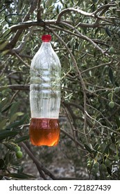 Ecological Olive Fly Trap, Plastic Bottle With Bait For Insects Hanging On Olive Branch