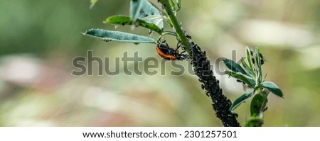 Ecological pest control: ladybug (Coccinella septempunctata) hunting and eating aphids on the leaf of an orange tree