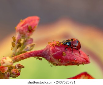 Ecological pest control: a ladybug eating aphids on a flower bud - Powered by Shutterstock