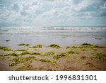 Ecological problem. Green algae thrown out of the water lie on the sandy seashore. Sandy beach covered with seaweed. green algae on the sandy shore