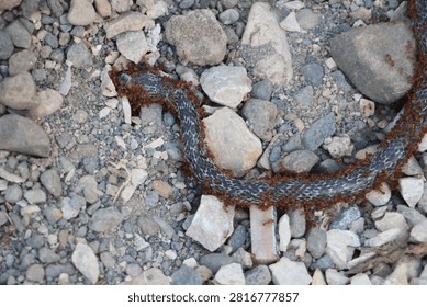Ecological Process of Ants Breaking Down a Dead Snake