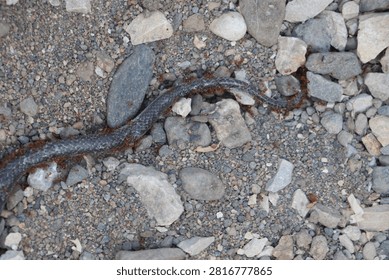 Ecological Process of Ants Breaking Down a Dead Snake
