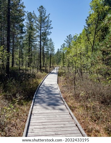 Ecological trail in the flat cedar forest of the Baikal taiga on sunny summer day. The canvas of the boardwalk of the equipped ecological trail of the Baikal Biosphere Reserve in Siberia.