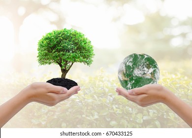 Ecologically Friendly Sustainable Environment Concept Tree Stock Photo ...