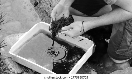 An Ecologist Inspecting A Water Sample During An Environmental Impact Analysis. Black And White Photo. 