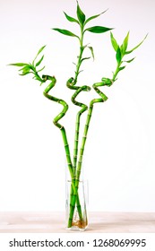 Lucky-bamboo Images, Stock Photos & Vectors | Shutterstock