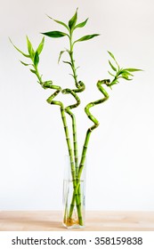 Lucky Bamboo Images Stock Photos Vectors Shutterstock