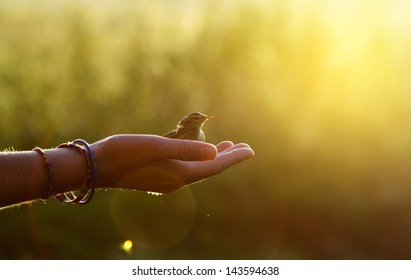 ecology concept - bird on a hand in the morning