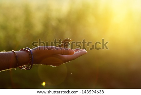 ecology concept - bird on a hand in the morning