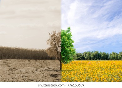 Ecology concept change tree forest drought and forest refreshing - Shutterstock ID 776158639