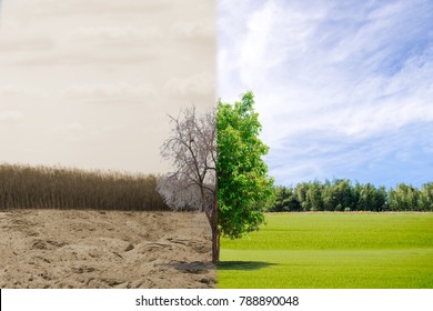 Ecology concept change tree forest drought and forest refreshing