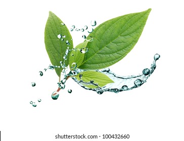 Ecology concept. Green leaves with splashing water on white background
