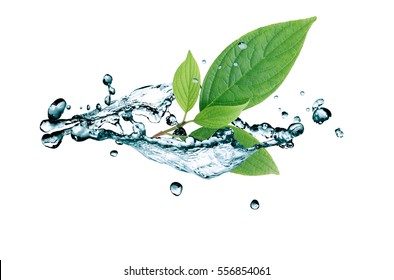 Ecology concept. Green leaves in water splash on white background