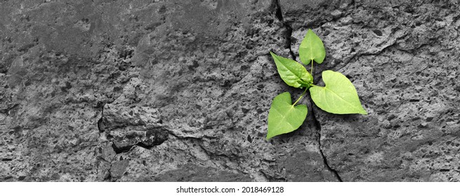 Ecology concept and new life symbol as a seedling young plant overcoming a difficult environment growing through a crack in cement as a persistence and determination metaphor.