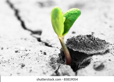 Ecology concept. Rising sprout on dry ground. - Powered by Shutterstock