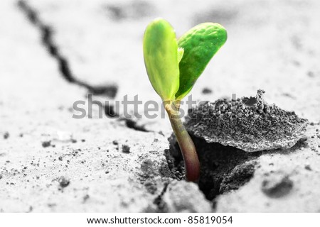 Ecology concept. Rising sprout on dry ground.