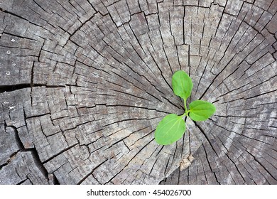 Ökologie-Konzept. Steigende Sprossenpflanze aus alten Holz und symbolisiert den Kampf um ein neues Leben