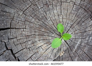 Ecology concept. Rising sprout plantain of old wood and symbolizes the struggle for a new life