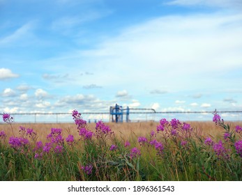 Ecology. Flower ivan tea on the background of a gas well. Summer arctic tundra. Art noise