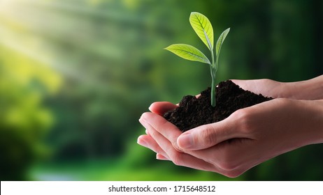 Ecology, protection of natural environment, earth day concept. Growing plant in human hands over green background