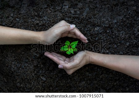 Ecology sapling tree growing up and planting on land. Hands kids Team work protecting and reduce global warming earth, top view.    Agriculture Ecology Concept