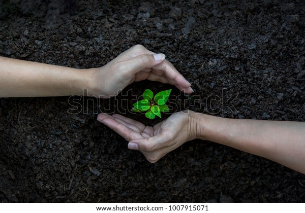 Ecology sapling tree growing\
up and planting on land. Hands kids Team work protecting and reduce\
global warming earth, top view.    Agriculture Ecology\
Concept