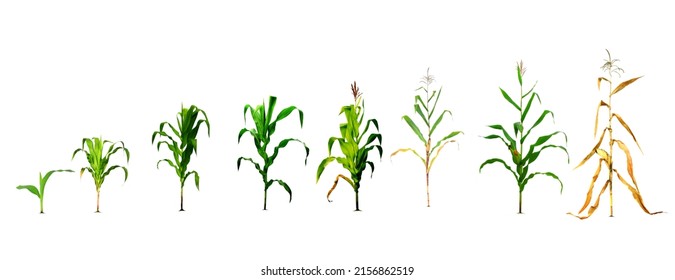 economic crop illustration The process of planting corn with realistic color background in the design until the first planting stage. corn planting process Growing Corn from Seed to Flower Throughout 