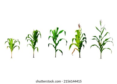 economic crop illustration set The process of planting 5 corn plants on a white background. It is realistic until the first planting stage. corn planting process Growing Corn from Seed to Flower Throu