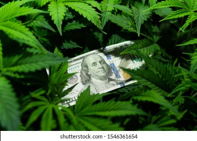The economy of hemp industry. Tax on weed. Money and pot. Cannabis finance. Revenues in the marijuana industry and the medical industry. American dollar bill on cannabis leaves. Taxation and marijuana