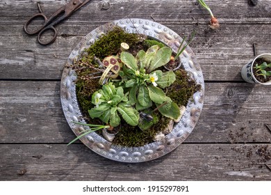 玉葱图片 库存照片和矢量图 Shutterstock