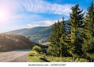 Ecosystem concept. coniferous grove near the road on the background of mountains in perfect weather.