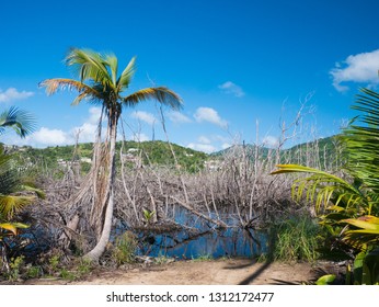 Ecosystem was destroyed by the hurricane Maria, Punta Tuna Wetlands Nature Reserve - Puerto Rico - USA