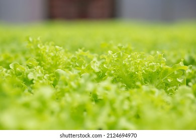 Ecosystem Of Hydroponic System Vegetable Lettuce Farm, Agriculture And Harvest For Nutrition In The Greenhouse Organic Farm, No People, Nobody, Produce And Cultivate.