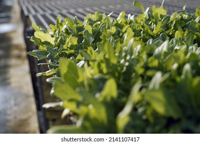 Ecosystem Of Hydroponic System Vegetable Lettuce Farm, Agriculture And Harvest For Nutrition In The Greenhouse Organic Farm, No People, Nobody, Produce And Cultivate.