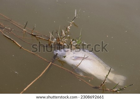 Ecosystem in Peril: The Devastating Consequence of Dead Fish Blanketing the Surface