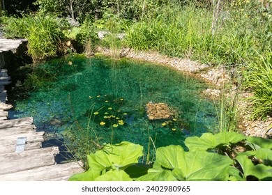 Ecosystem and wetland - creation of a pond surrounded by plants in a natural garden