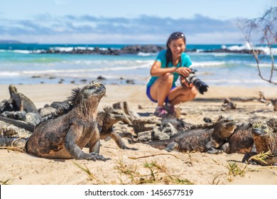 Ecotourism Tourist Photographer Taking Wildlife Photos On Galapagos Islands Of Famous Marine Iguanas. Focus On Marine Iguana. Woman Taking Pictures On Isabela Island In Puerto Villamil Beach.