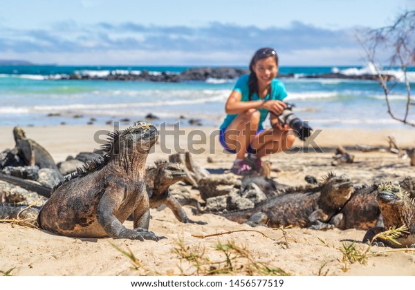 有名な海洋イグアナのガラパゴス諸島で野生生物の写真を撮るエコツーリズムの写真家 海洋イグアナに集中 プエルトビラミルビーチのイサベラ島で写真を撮る女性 の写真素材 今すぐ編集