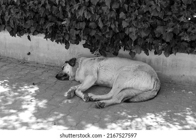 Ecstatic Large Stray Dog Sleeping On The Pavement                